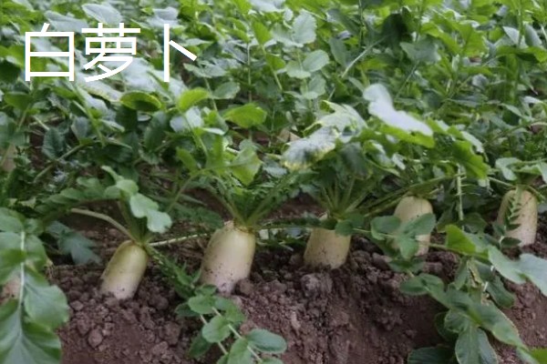 白萝卜和胡萝卜的区别，前者属于十字花科、后者属于伞形科