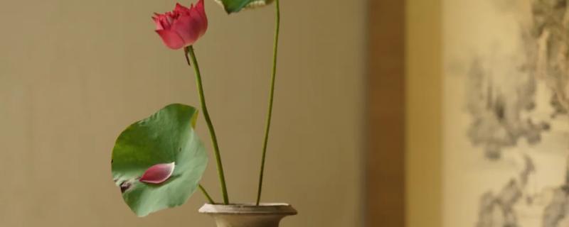 荷花鲜切花的养护方法，平时放在光线明亮的环境中