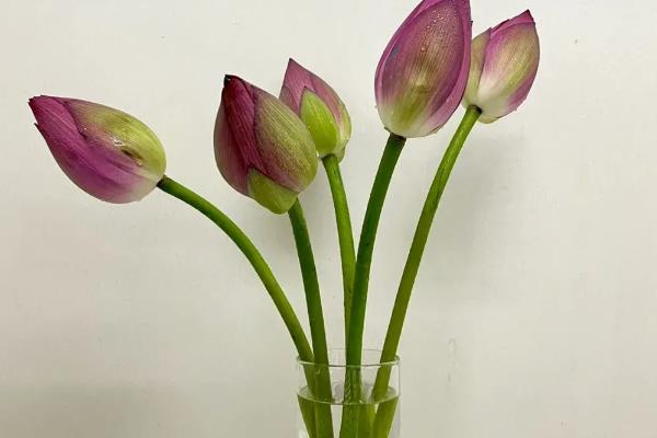 荷花鲜切花的养护方法，平时放在光线明亮的环境中