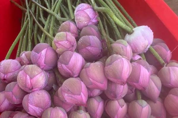 荷花鲜切花的养护方法，平时放在光线明亮的环境中