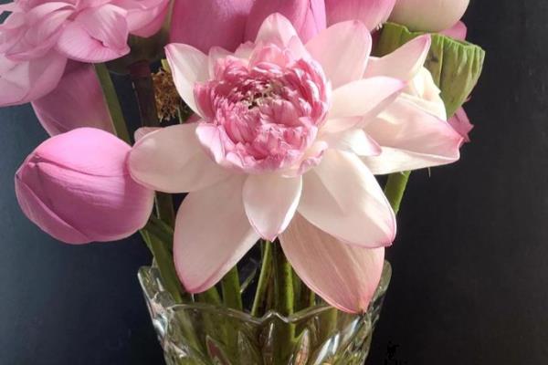 荷花鲜切花的养护方法，平时放在光线明亮的环境中