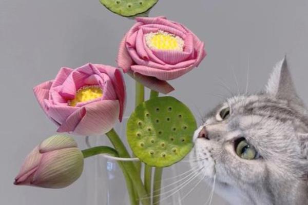 荷花鲜切花的养护方法，平时放在光线明亮的环境中