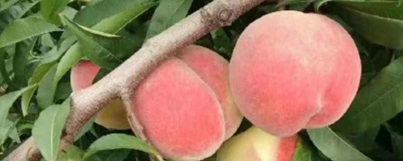 中桃11号的品种特点，是超早熟品种