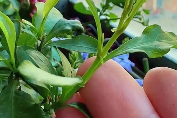 盆栽白兰花如何修剪，全年都可以为白兰花拉枝