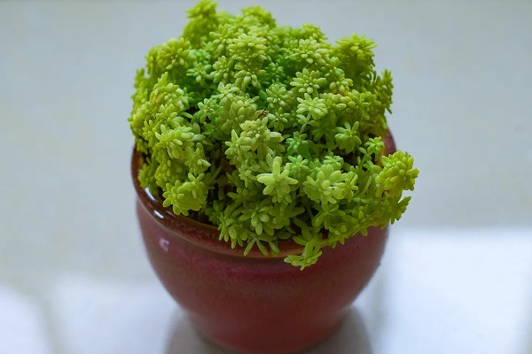 薄雪万年草如何过冬,需保持充足的光照