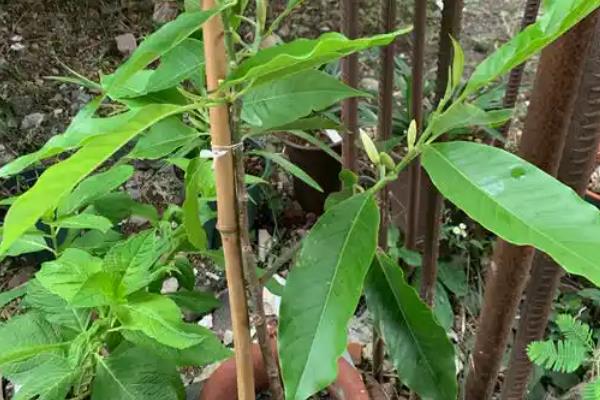 盆栽白兰花如何修剪，全年都可以为白兰花拉枝