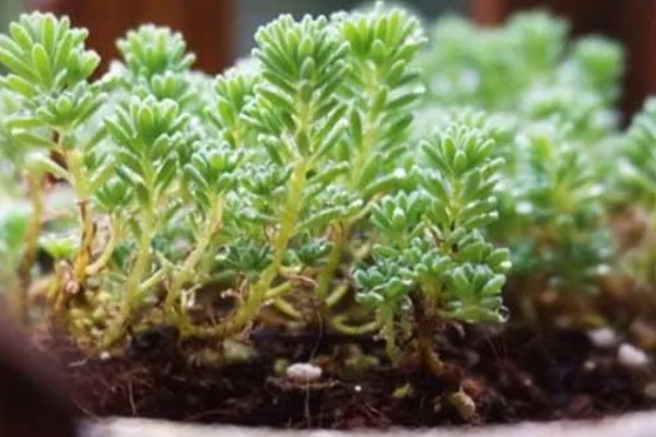 薄雪万年草如何过冬,需保持充足的光照