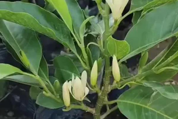 盆栽白兰花如何修剪，全年都可以为白兰花拉枝