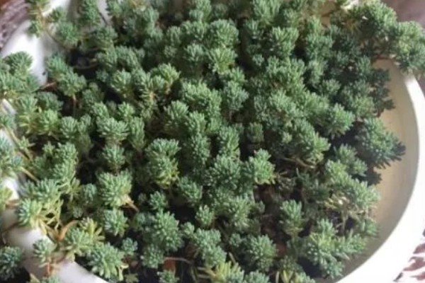 薄雪万年草如何过冬,需保持充足的光照