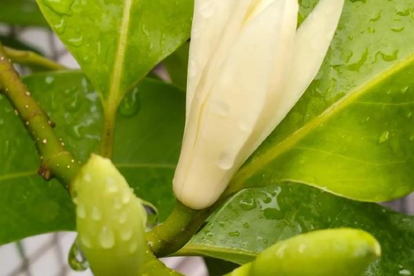 盆栽白兰花如何修剪，全年都可以为白兰花拉枝