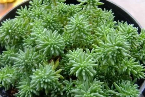 薄雪万年草如何过冬,需保持充足的光照