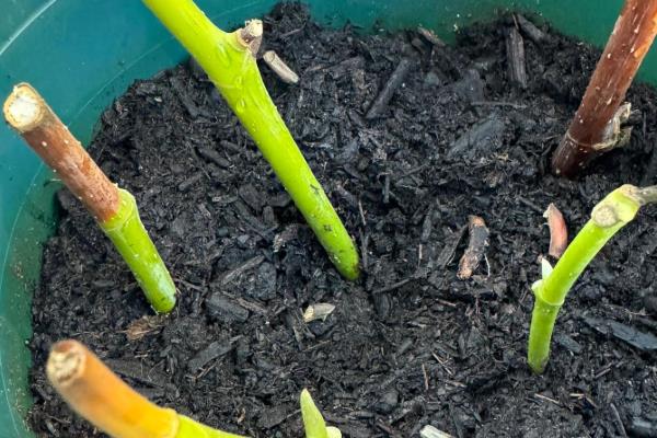 盆栽白兰花如何修剪，全年都可以为白兰花拉枝