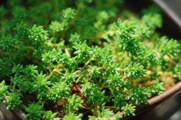 薄雪万年草如何过冬,需保持充足的光照