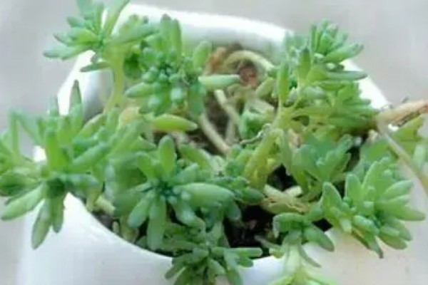 薄雪万年草如何过冬,需保持充足的光照