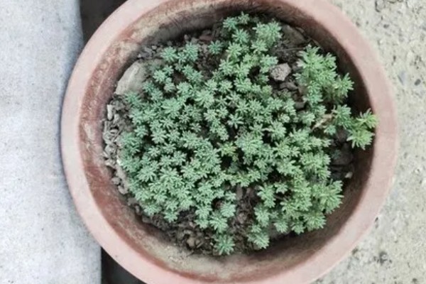 薄雪万年草如何过冬,需保持充足的光照