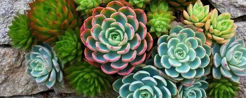 多肉能放卧室养吗，可以放在卧室内养护观赏