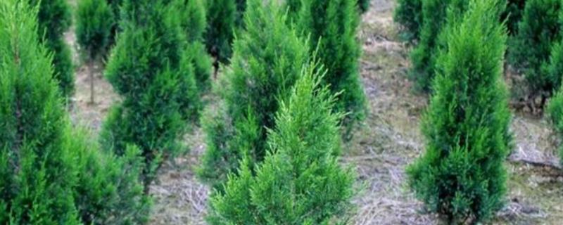 清明栽松柏树的注意事项，需要适当的为植株浇水