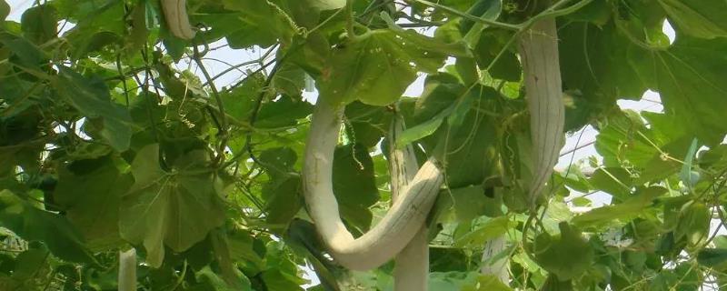 蛇瓜的产地，原产于印度