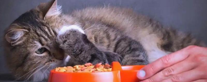 猫咪肠胃不好吃什么，可喂食活性益生菌
