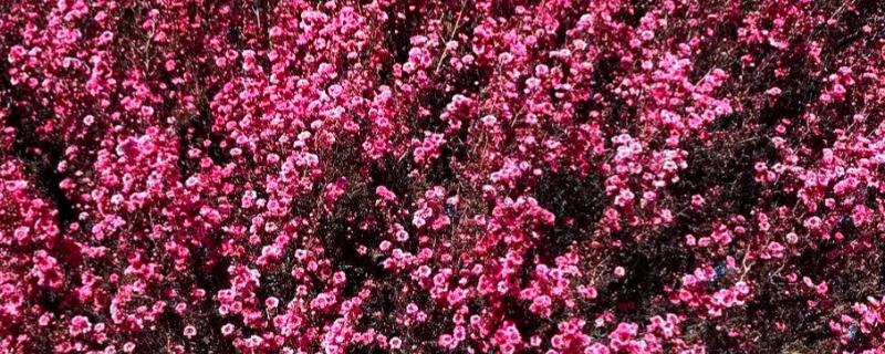 松红梅的养殖方法，喜欢光照充足的环境