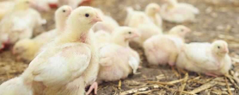 小鸡育雏方法，第一次饮水可饲喂红糖水或葡萄糖水