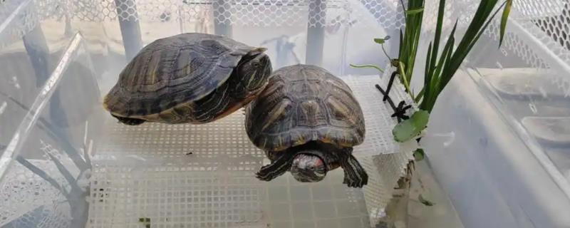 乌龟冬天要冬眠吗，可以根据它们的生长阶段来决定