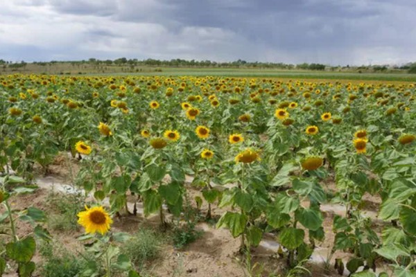 向日葵加满天星的花语，寓意积极向上、健康平安等