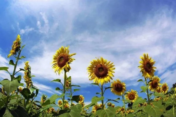 向日葵加满天星的花语，寓意积极向上、健康平安等