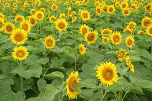 向日葵加满天星的花语，寓意积极向上、健康平安等