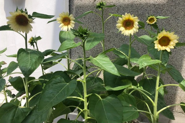 向日葵加满天星的花语，寓意积极向上、健康平安等