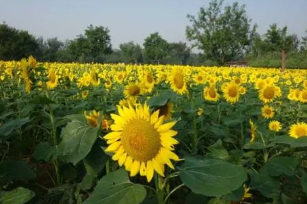 向日葵加满天星的花语，寓意积极向上、健康平安等