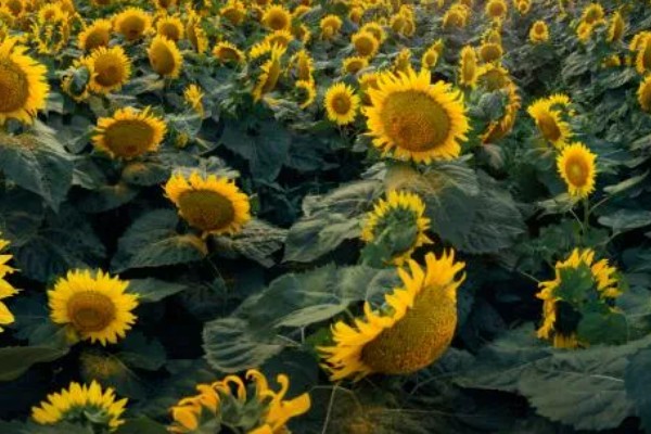 向日葵加满天星的花语，寓意积极向上、健康平安等