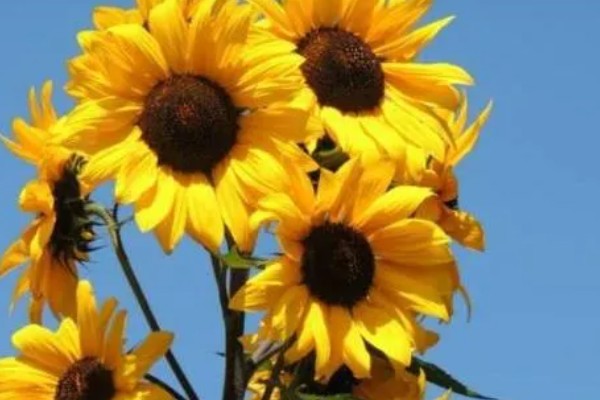 向日葵加满天星的花语，寓意积极向上、健康平安等