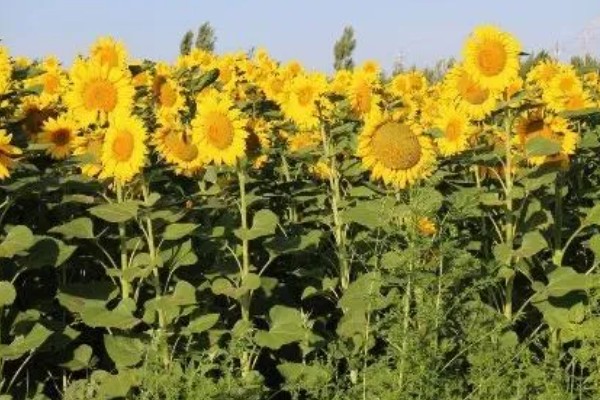 向日葵加满天星的花语，寓意积极向上、健康平安等