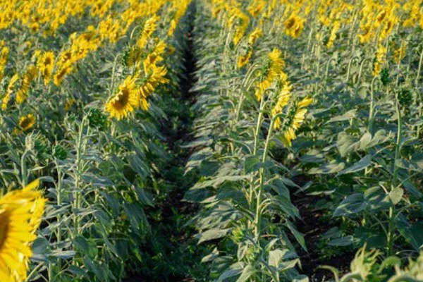 向日葵加满天星的花语，寓意积极向上、健康平安等