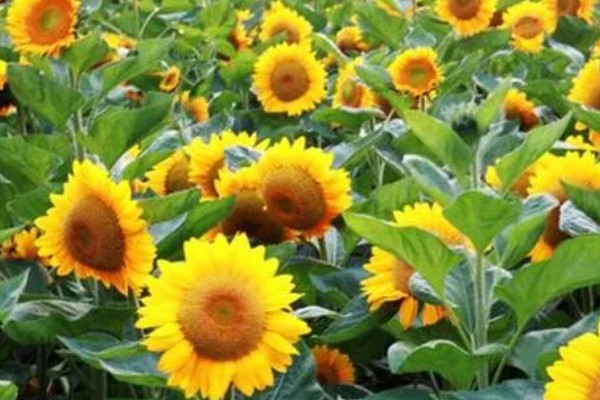 向日葵加满天星的花语，寓意积极向上、健康平安等