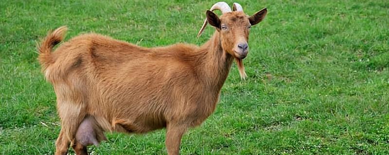 山羊和绵羊有什么区别，染色体、外貌、采食特点等方面都不同