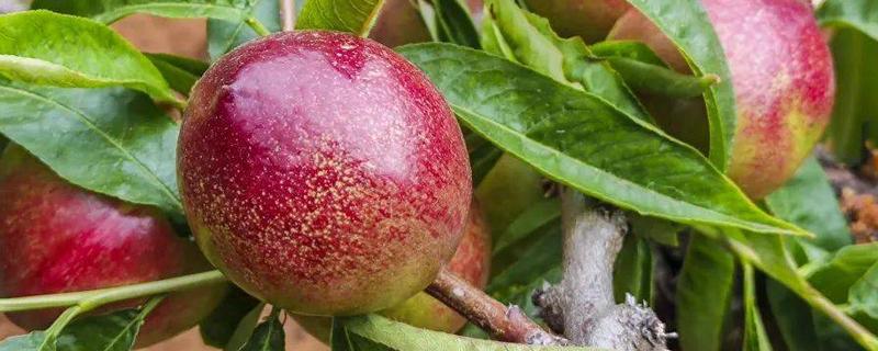 油桃表面为何有花皮，幼果缺少硼元素