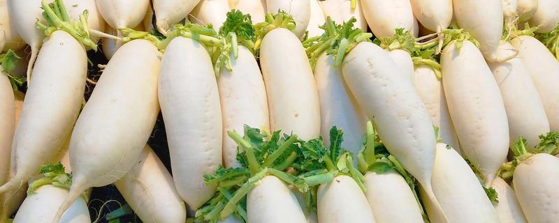 白萝卜和胡萝卜的区别，前者属于十字花科、后者属于伞形科