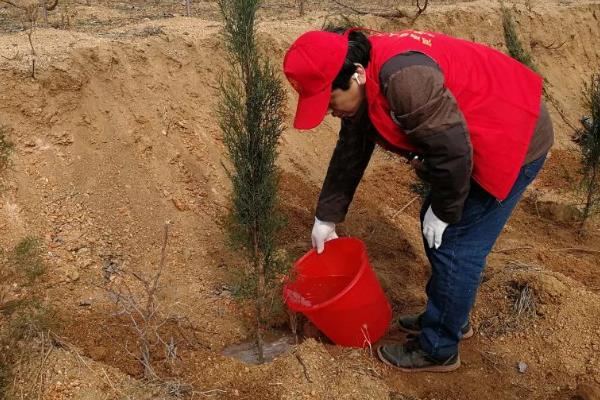 清明栽松柏树的注意事项，需要适当的为植株浇水