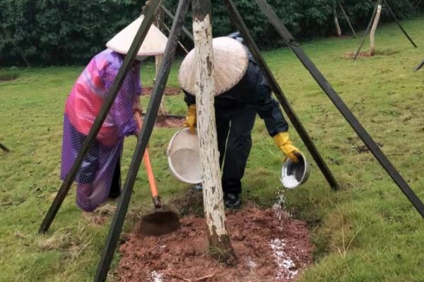 清明栽松柏树的注意事项，需要适当的为植株浇水