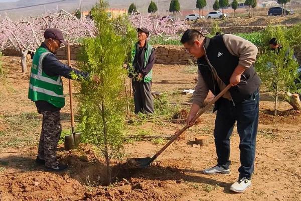 清明栽松柏树的注意事项，需要适当的为植株浇水