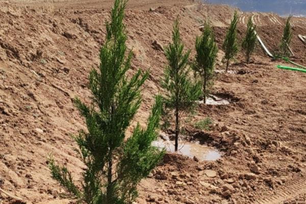 清明栽松柏树的注意事项，需要适当的为植株浇水