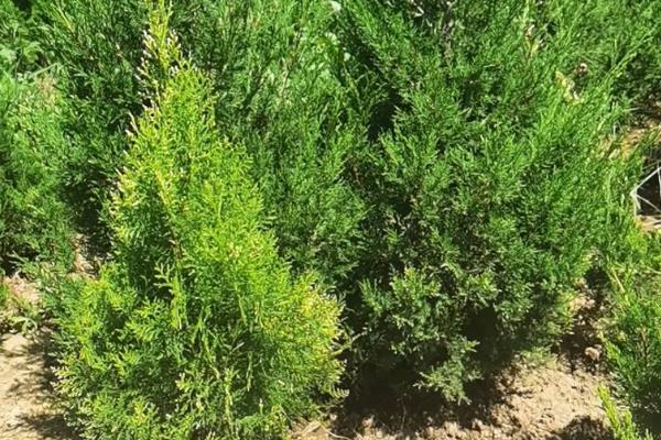 清明栽松柏树的注意事项，需要适当的为植株浇水