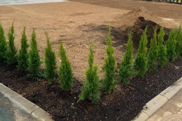 清明栽松柏树的注意事项，需要适当的为植株浇水