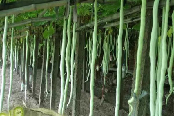 蛇瓜的产地，原产于印度