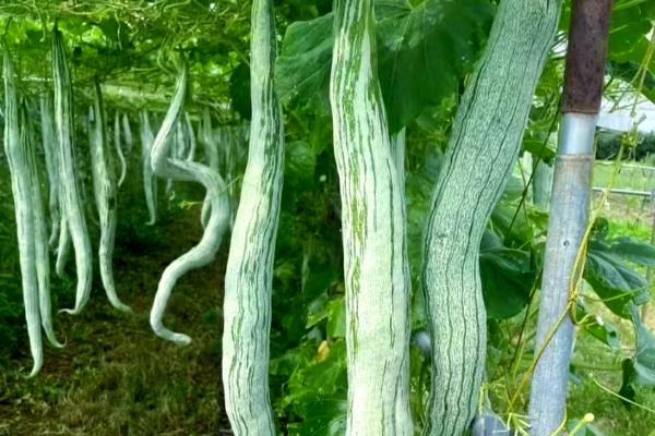 蛇瓜的产地，原产于印度