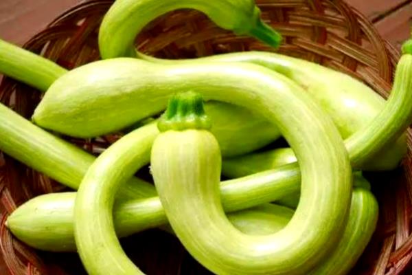 蛇瓜的产地，原产于印度