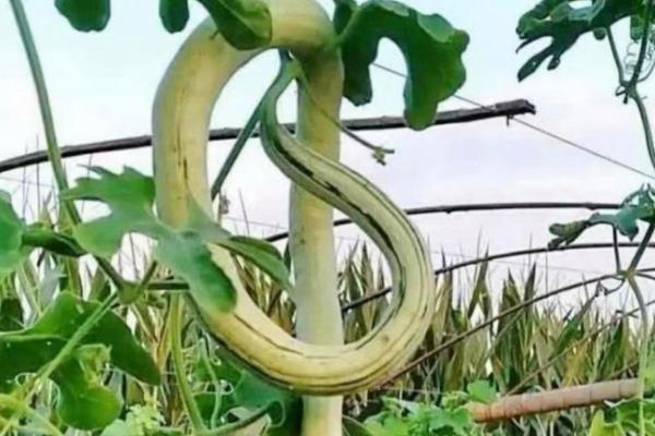 蛇瓜的产地，原产于印度