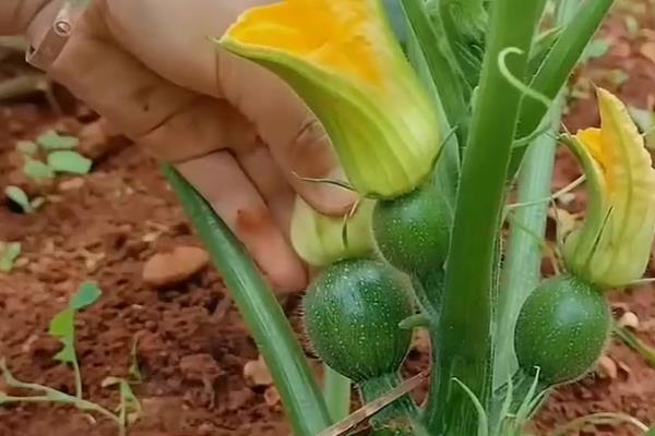 南瓜如何打顶摘心，幼苗长出了8-10片叶子时操作